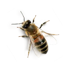 Agence M Com Marseille Peninsule abeille.png